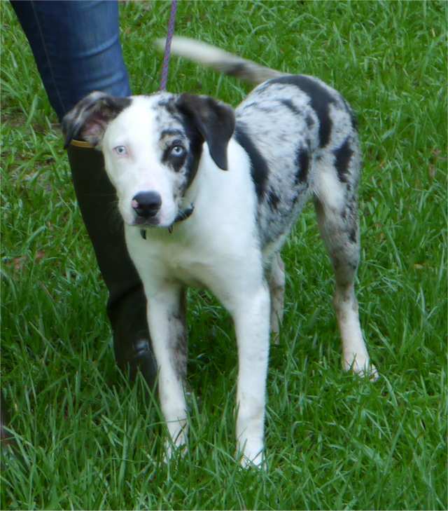 Catahoula Information, Louisiana Catahoula Leopard Dog, Abney