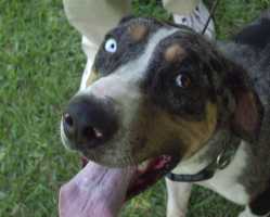 Scout