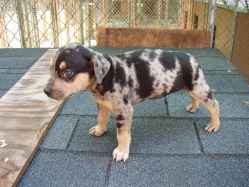 Catahoula Color Chart