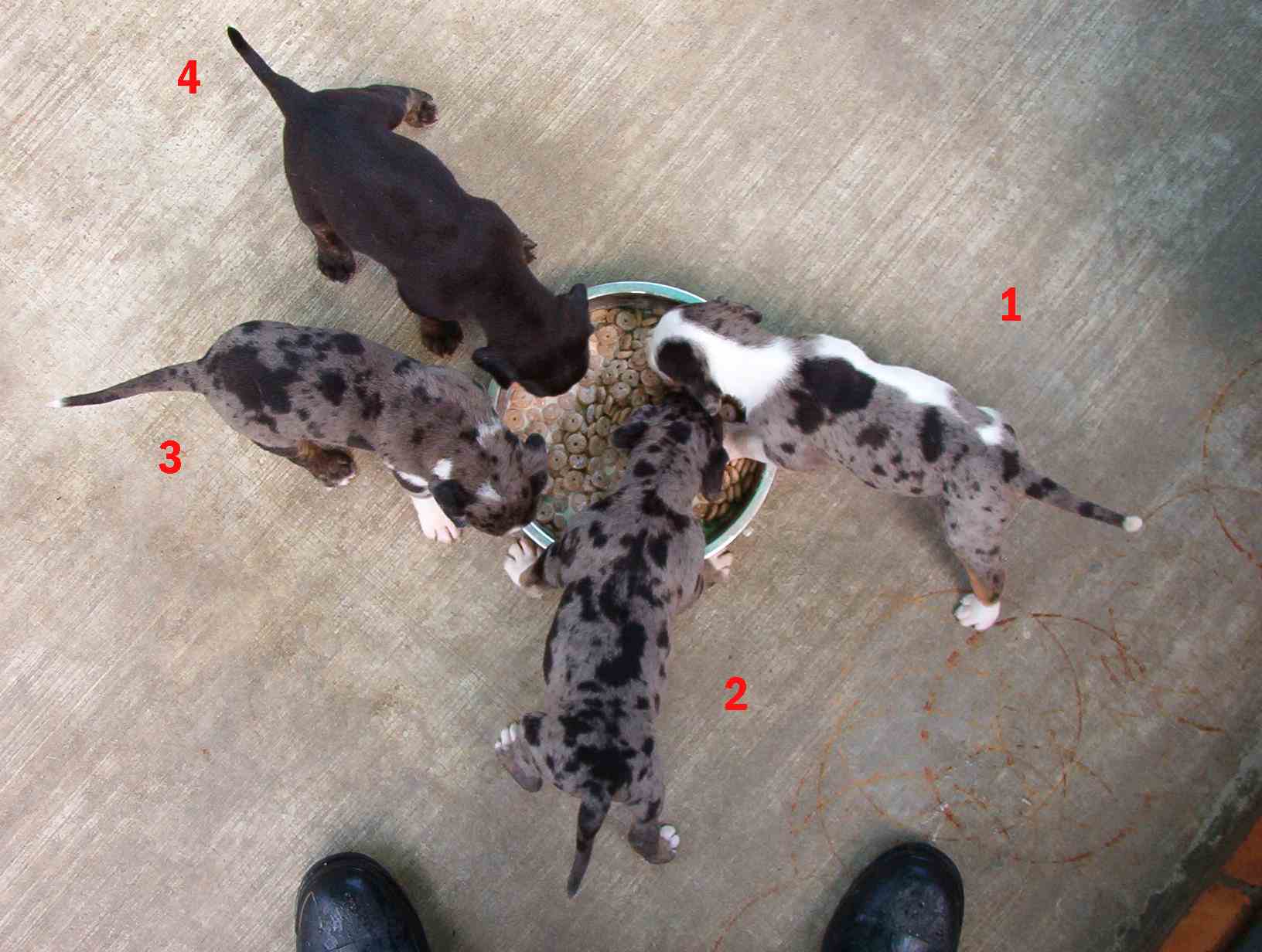 Catahoula Color Chart